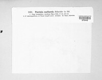 Puccinia caulincola image